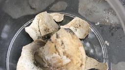 Kerangka telur yang ditemukan di dalam kura-kura yang berasal dari sekitar 2000 tahun yang lalu dan ditemukan di area Terme Stabiane di Taman Arkeologi Pompeii dekat Napoli, Italia selatan, terlihat dalam foto tak bertanggal yang disediakan pada Jumat, 24 Juni 2022. (Pompeii Archaeological Park via AP)