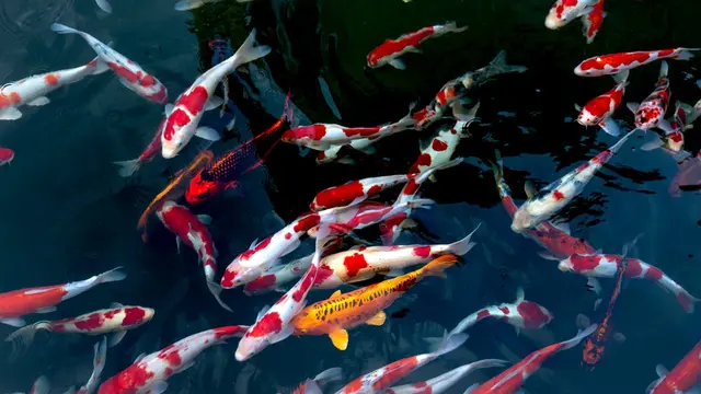 Koi Fish