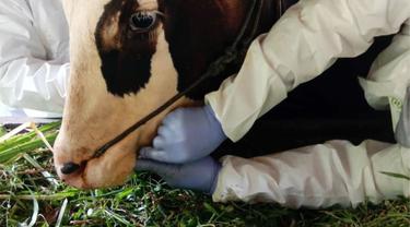 Pemeriksaan sapi untuk menekan peanularan penyakit mulut dan kuku (PMK). (Foto: Liputan6.com/Pemkab Purbalingga)
