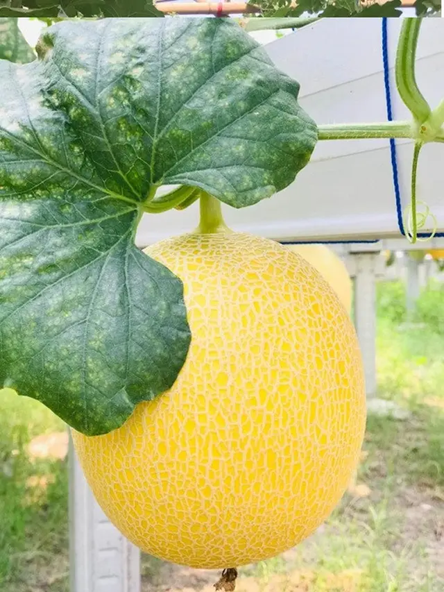 Perkebunan Melon Rindu Farm Klaten/Photo by Rindu Farm