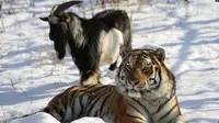 Kambing bernama Timur dan macan Amur tampak di sebuah kandang di Taman Safari Primorye, 30 November 2015. (AFP)
