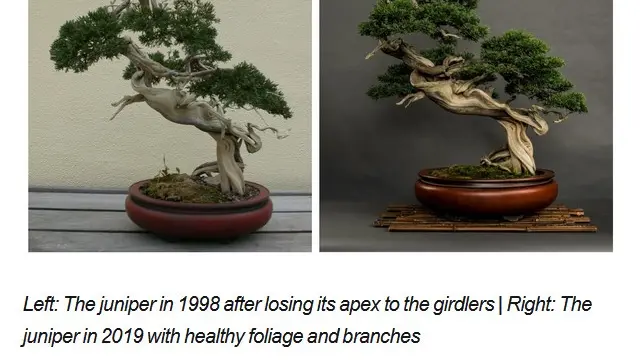 Bonsai serut harga 5 Miliar, Juniper
