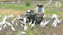 <p>Aktivitas petani membajak sawah dengan menggunakan traktor dikelilingi burung kuntul yang mencari makan di desa Penarukan, Mengwi, Bali, Rabu (4/5/20222). Sawah tersebut akan ditanami padi jenis Cigeulis dengan masa umur panen sekitar 3 bulan. (merdeka.com/Arie Basuki)</p>