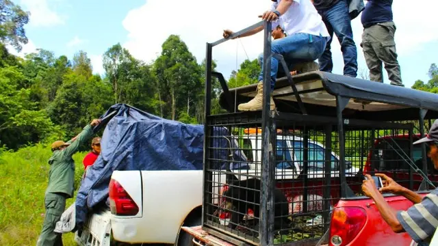 Petugas BBKSDA Riau melepasliarkan beruang madu yang sebelumnya masuk ke pemukiman warga di Kota Dumai.