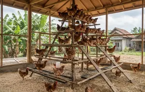 6 Model Kandang Ayam dengan Tempat Bertengger Bertingkat untuk Produktivitas Optimal