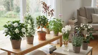 8 Tanaman Yang Membuat Rumah Harum Secara Alami, Hadirkan Aroma yang Menenangkan