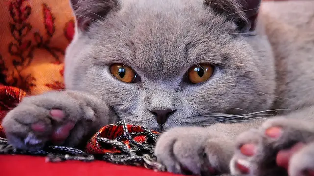 Gambar kucing British Shorthair