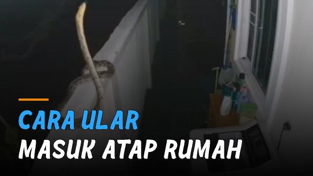 Berita Ular Masuk Rumah Hari Ini Kabar Terbaru Terkini Liputan6 Com