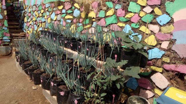 Menggunakan peralatan seadanya, nampak deretan polibag telah ditanamani tanaman pertanian daun bawang di salah satu pekarangan rumah warga desa Cinta, Garut, Jawa Barat