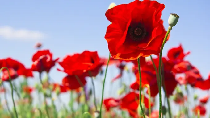 Courtesy ShutterStock.com