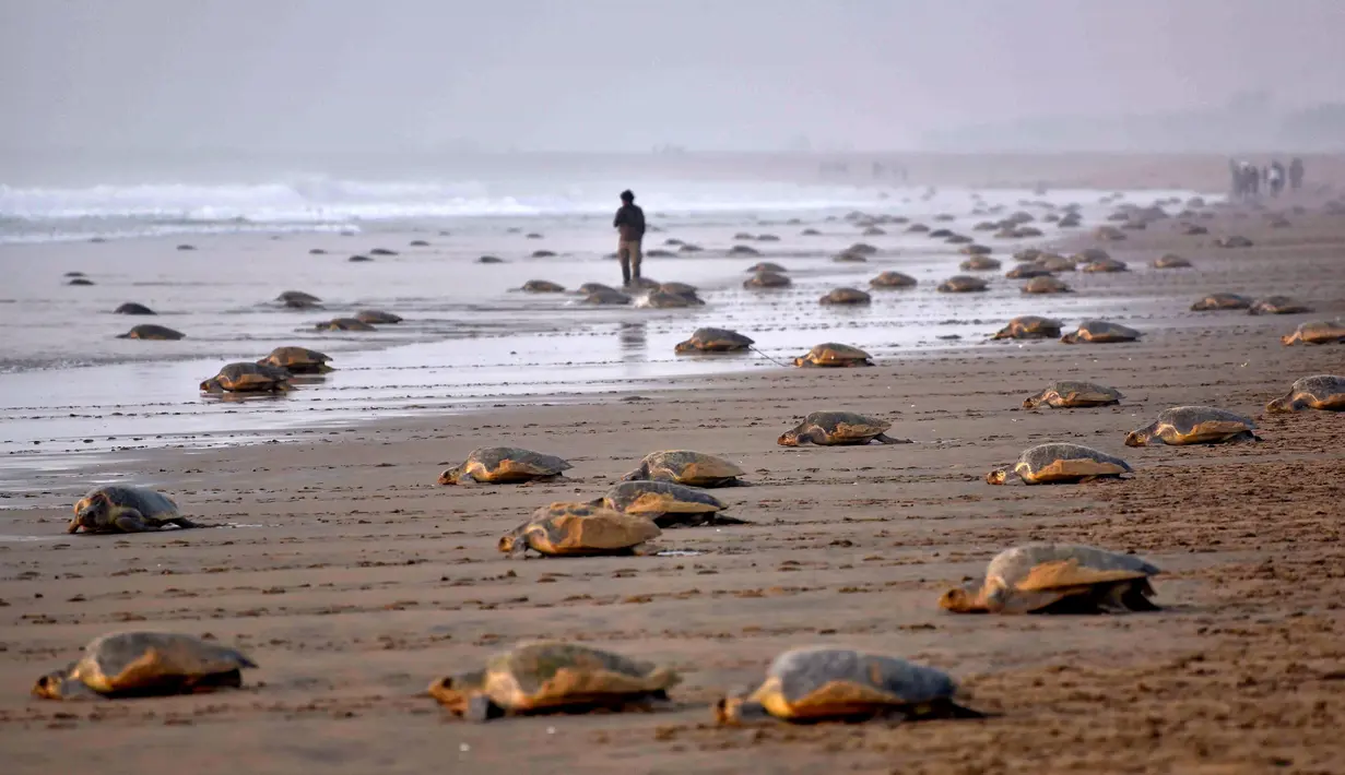 Penyu hijau meninggalkan Pantai Rushikulya usai bertelur, India, Kamis (16/2). Pantai Rushikulya menjadi salah satu pantai yang paling sering didatangi ribuan penyu hijau untuk meletakkan telurnya. (AFP PHOTO / ASIT KUMAR)