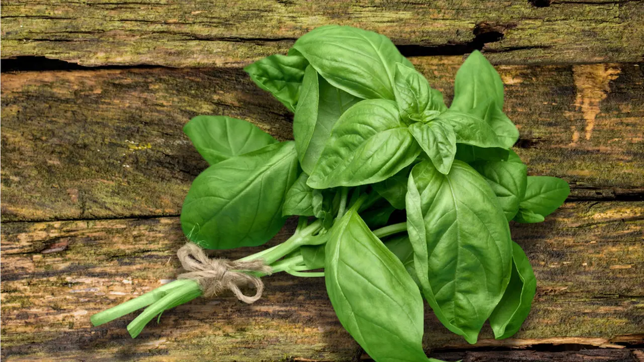 basil-kezo
