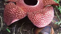 Rafflesia Arnoldi. (Sumber: wikipedia common)
