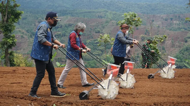 Produktivitas tinggi jagung di Kecamatan Limbangan, Garut, Jawa Barat berpotensi menjadi komoditas unggulan prioritas ekspor sektor pertanian.