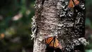 Sekelompok kupu-kupu raja terlihat di suaka Amanalco de Becerra, Meksiko, 14 Februari 2019. Kupu-kupu raja biasa tiba di negara bagian Meksiko tengah pada minggu pertama bulan November setelah migrasi tahunan dari Kanada dan AS. (AP/Marco Ugarte)