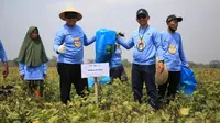 Suplai Air Irigasi Kunci Pola Tanam Campuran di Purwakarta