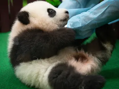 Pekerja kebun binatang Malaysia bermain dengan bayi panda yang diperkenalkan kepada publik di Kuala Lumpur, Sabtu (26/5). Bayi panda yang lahir lima bulan lalu tersebut membuat penampilan media pertamanya. (AP Photo/Vincent Thian)