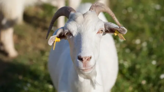 copyright by Thinkstock.com