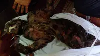 Macan dahan mati di Pasaman, Senin 26 September 2021. (Liputan6.com/ BKSDA Sumbar)