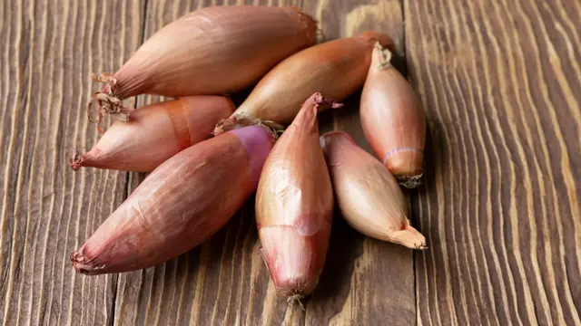 Tak Perlu Pakai Perangkap, Ternyata Mengusir Tikus bisa Pakai 4 Bumbu Dapur Ini