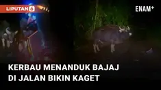 Aksi seekor kerbau menanduk bajaj di jalanan sepi mengundang perhatian