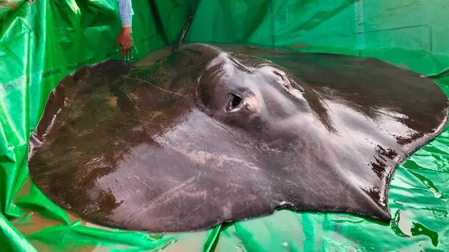Ikan Pari