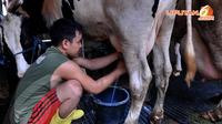 Aktivitas Pekerja Pabrik susu sapi di kawasan Duren Tiga, Jakarta, Kamis (3/4/2014) (Liputan6.com/Johan Tallo).