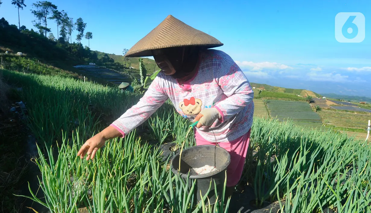 Petani memberikan campuran pupuk urea dan pupuk panyaweuyan pada tanaman daun bawang di kawasan Cibuluh, Majalengka, Jawa Barat, Selasa (23/5/2023). (merdeka.com/Arie Basuki)