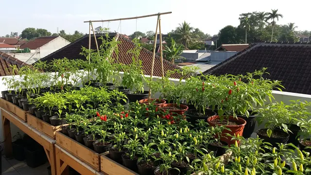 9 Model Kebun Cabai di Rooftop Rumah, Praktis dan Menguntungkan
