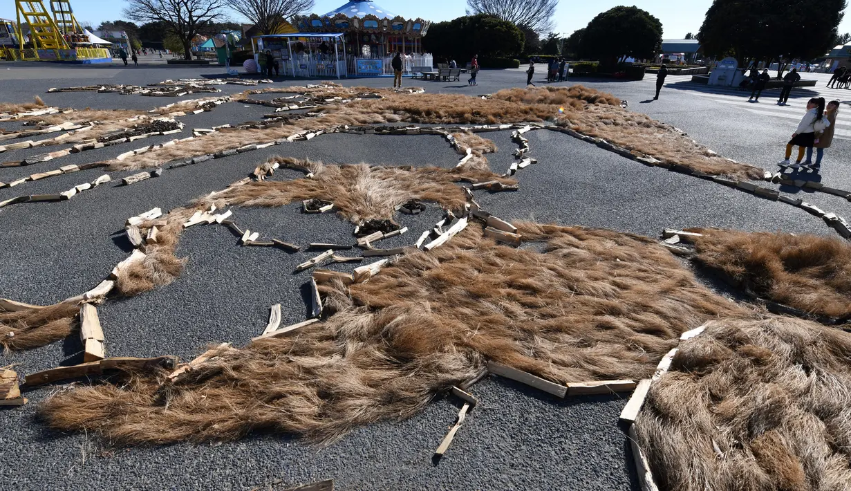 Pandangan dari atas pengunjung melihat gambar seekor anjing Shiba Inu dan dua anaknya berukuran 22.5mx 27m di Taman Seaside Hitachi, Utara Tokyo, (29/12). Kegiatan tersebut untuk merayakan kedatangan Tahun Anjing. (AFP PHOTO / Toshifumi Kitamura)