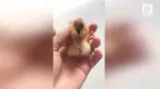 Seekor anak ayam langka dengan 4 kaki telah ditemukan di China. Ayam berumur satu bulan ini dalam kondisi sehat.