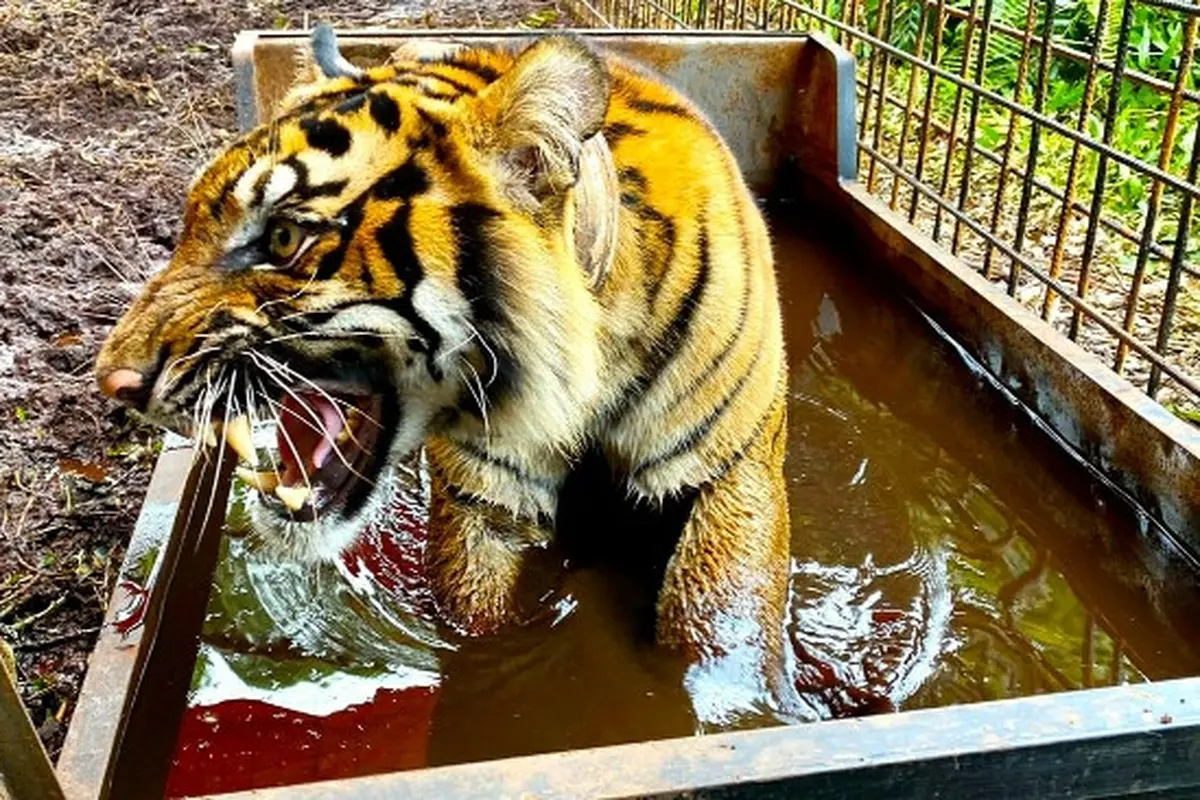 Harimau sumatra Corina saat berada di kandang sebelum pelepasan oleh BBKSDA RIau.