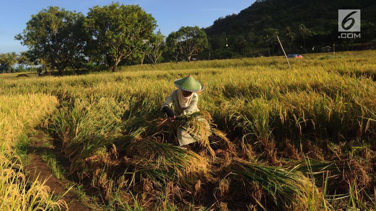 Harga Gabah Kering Turun