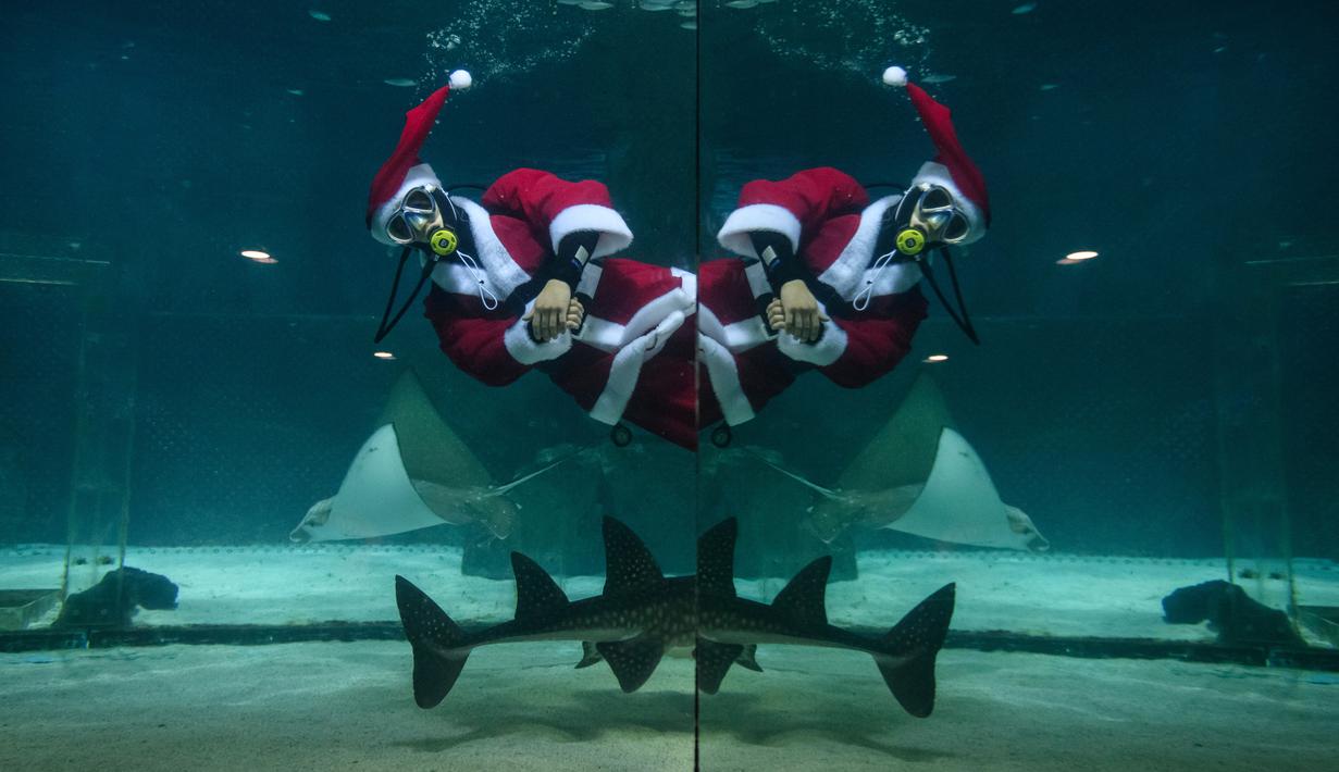 Penyelam berpakaian Sinterklas bermain bersama ikan saat tampil dalam pertunjukan bawah laut bertema Natal di Akuarium COEX, Seoul, Korea Selatan, Jumat (7/12). (Ed JONES/AFP)