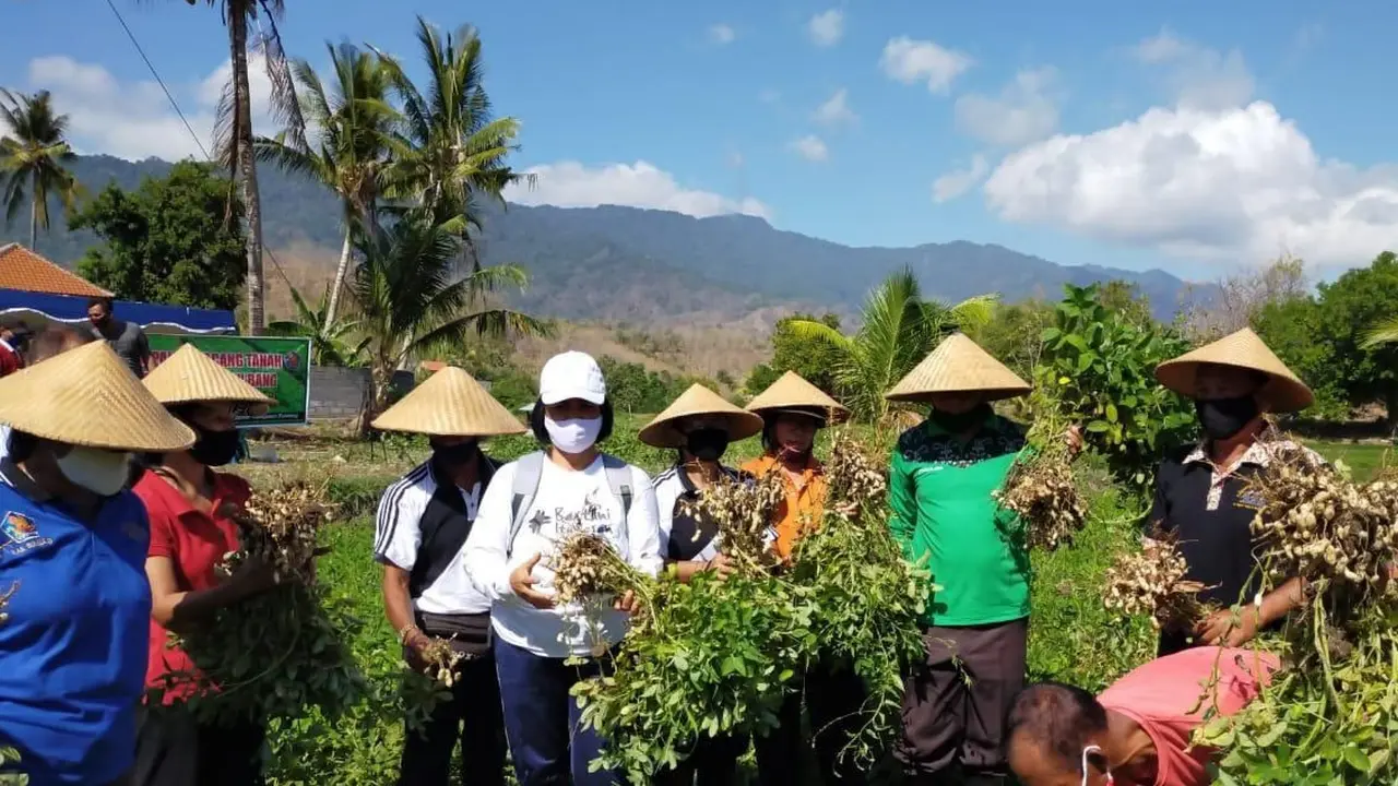 Dinas Pertanian dan Ketahanan Pangan Provinsi Bali melakukan Gerakan Panen Kacang Tanah, di Kelompok Tani Lembu Bang, Desa Tukad Sumaga, Kecamatan Grokgak, Buleleng, Jumat (4/9/2020).