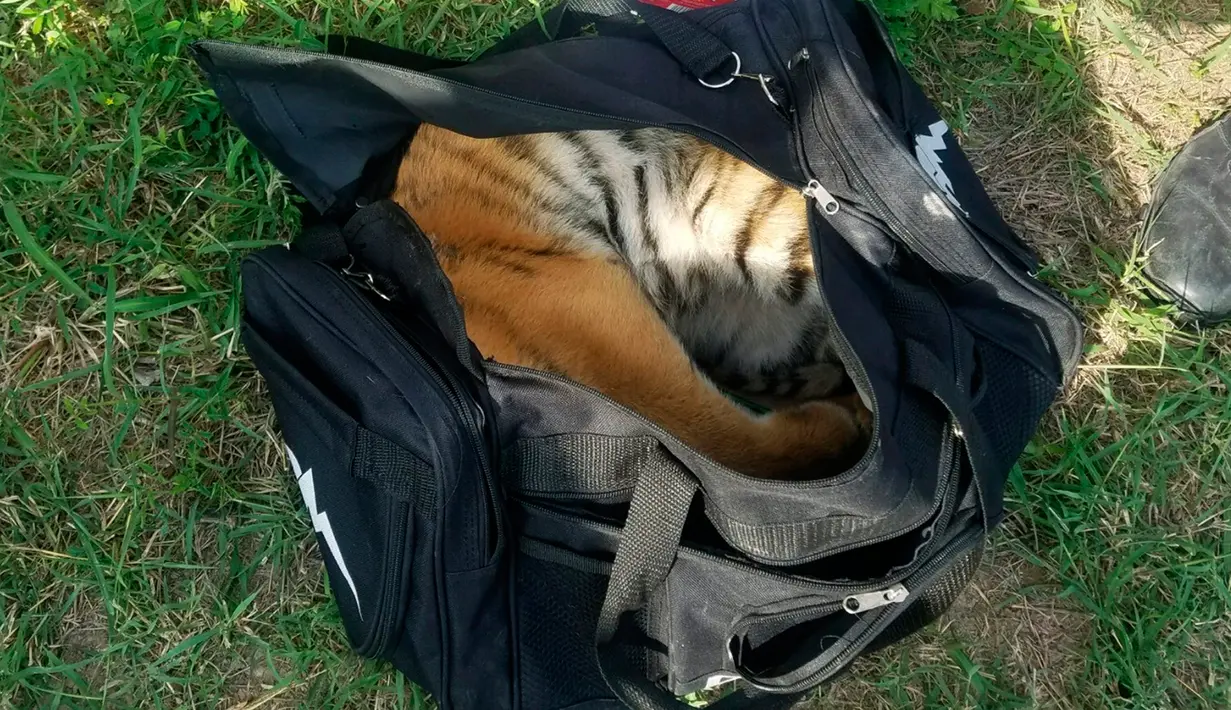 Foto yang disediakan 30 April 2018 memperlihatkan anak harimau di dalam tas yang disita di perbatasan dekat Brownsville, Texas. Anak harimau itu ditinggalkan orang-orang yang mencoba masuk Amerika secara ilegal. (U.S. Customs and Border Protection via AP)