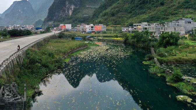 Foto dari udara menunjukkan pemandangan bunga Ottelia acuminata di Sungai Chengjiang di Kota Daxing yang berada di Wilayah Otonom Etnis Yao Du'an, Daerah Otonom Etnis Zhuang Guangxi, China selatan (28/10/2020). (Xinhua/Lu Boan)