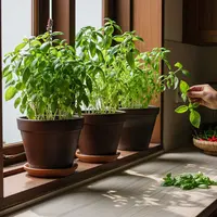 Kebun Basil untuk Dapur Aktif Memasak/Ide Kebun Rempah Dapur di Ambang Jendela (Sumber; gemini.com)
