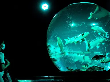 Seorang perempuan melihat ikan mas koki nishiki-goi dalam akuarium pajangan bertajuk "Earth Aquarium" selama pratinjau pers pameran Art Aquarium 2020 di Tokyo, Jepang, Kamis (27/8/2020). Art Aquarium kini menampilkan 30 ribu ikan mas yang ditempatkan di tangki-tangki besar. (Behrouz MEHRI / AFP)