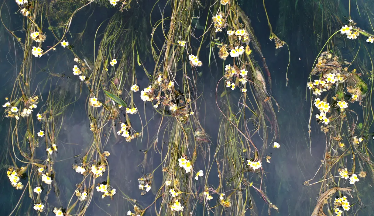 Foto dari udara menunjukkan pemandangan bunga Ottelia acuminata di Sungai Chengjiang di Kota Daxing yang berada di Wilayah Otonom Etnis Yao Du'an, Daerah Otonom Etnis Zhuang Guangxi, China selatan (28/10/2020). (Xinhua/Lu Boan)
