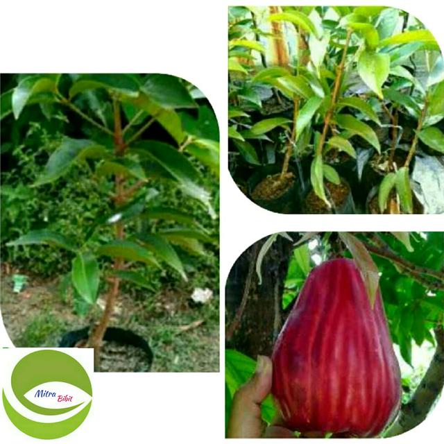 Daftar Harga Jambu Bol Bulan November 2021 Terbaru