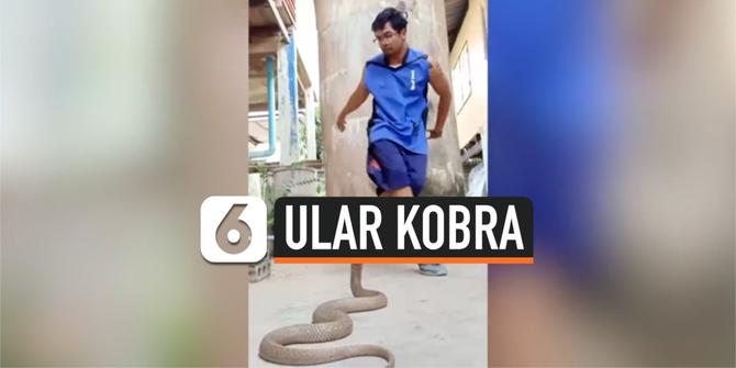 VIDEO: Begini Reaksi Ular Kobra Saat Diajak Breakdance