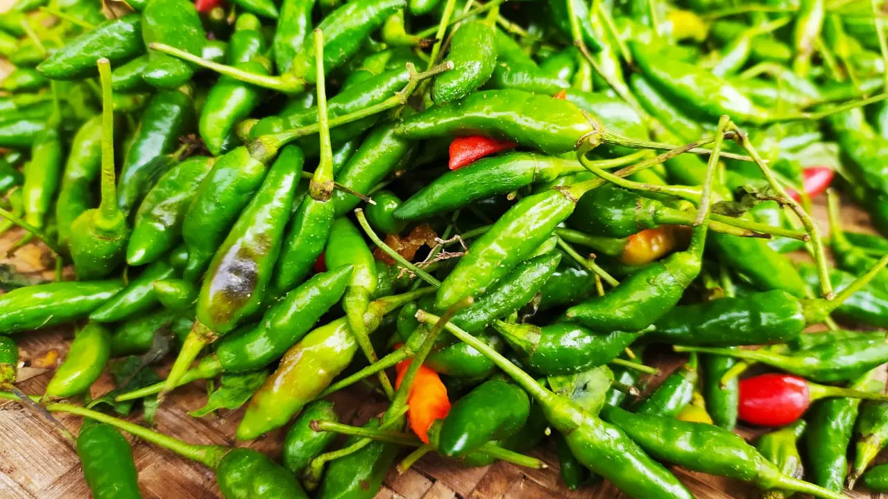 Dengan cadangan panen raya yang melimpah hingga 4.000 ton, Pemda Garut berharap harga cabai saat puasa tiba bisa bertahan di angka Rp 50-60 ribu per kilogram.