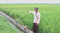 Petani di Desa Kebun Kelapa, Kecamatan Secanggang, Kabupaten Langkat, Sumatera Utara (Sumut), kesulitan mendapatkan air untuk sawah mereka. (Liputan6.com/ Reza Efendi)