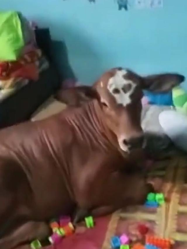 6 Potret Sapi Masuk Rumah Ini Bikin Bingung Cara Usirnya