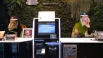 Sepasang robot dinosaurus menyambut para tamu dari meja resepsionis Hotel Henn-na di Urayasu, Tokyo, 31 Agustus 2018. Hotel ini berbeda pada umumnya, seluruh staf atau pekerjanya adalah robot, termasuk dinosaurus menjadi resepsionis. (AFP/Kazuhiro NOGI)