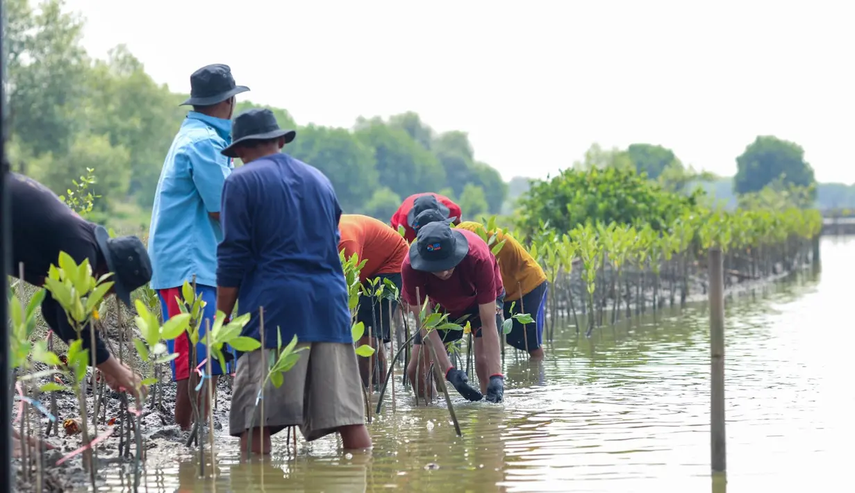 <p>Para petani di kawasan pesisir Muara Gembong melakukan penanaman 10.000 pohon mangrove dengan dukungan program BRI Menanam - Grow &amp; Green.&nbsp;</p>