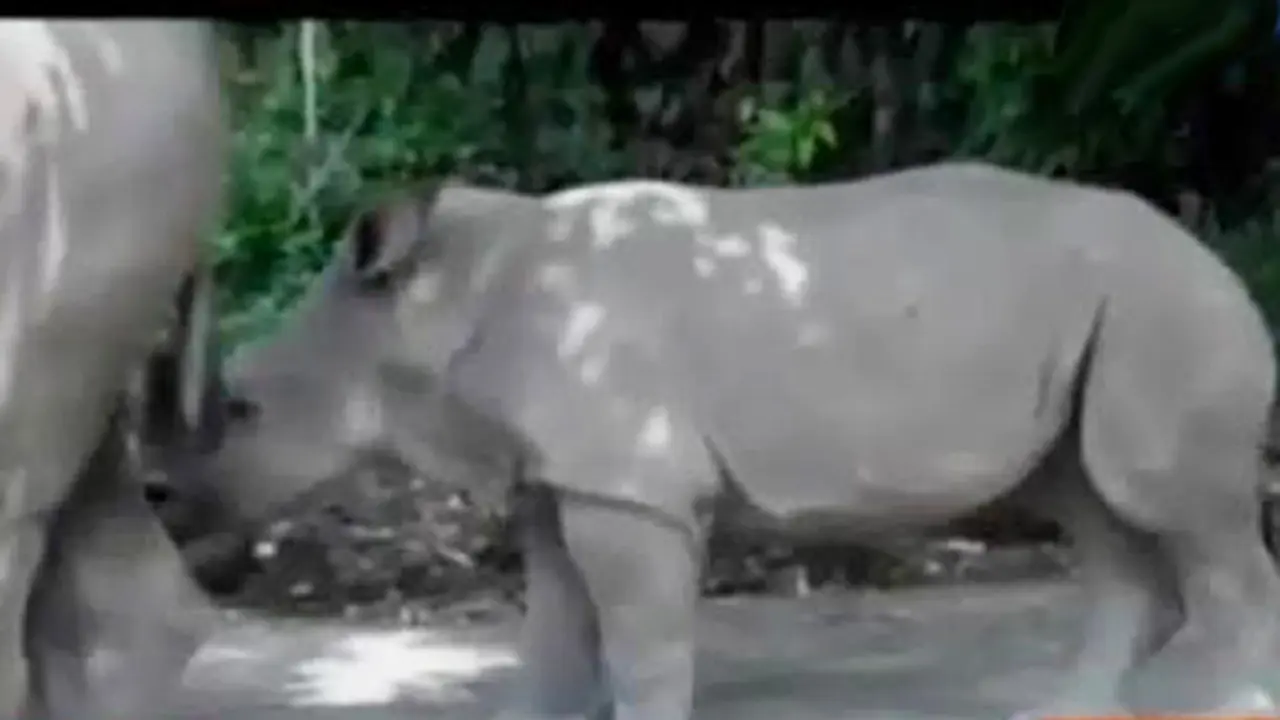Kilas Indonesia: Badak Putih Pertama Lahir di Bali