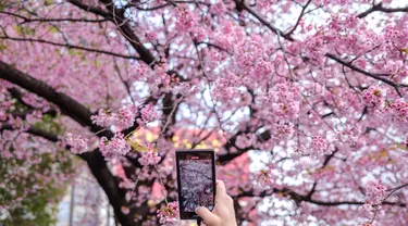 Orang-orang mengambil gambar bunga sakura di Taman Ueno di Tokyo, Jepang pada Senin (21/3/2022). Badan Meteorologi Jepang mengumumkan dimulainya musim bunga sakura di Tokyo. (Philip FONG / AFP)