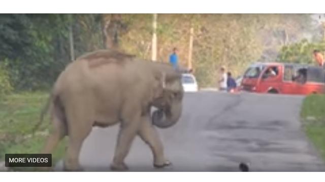 Unduh 55 Gambar Gajah Bermain Bola Paling Baru Gratis